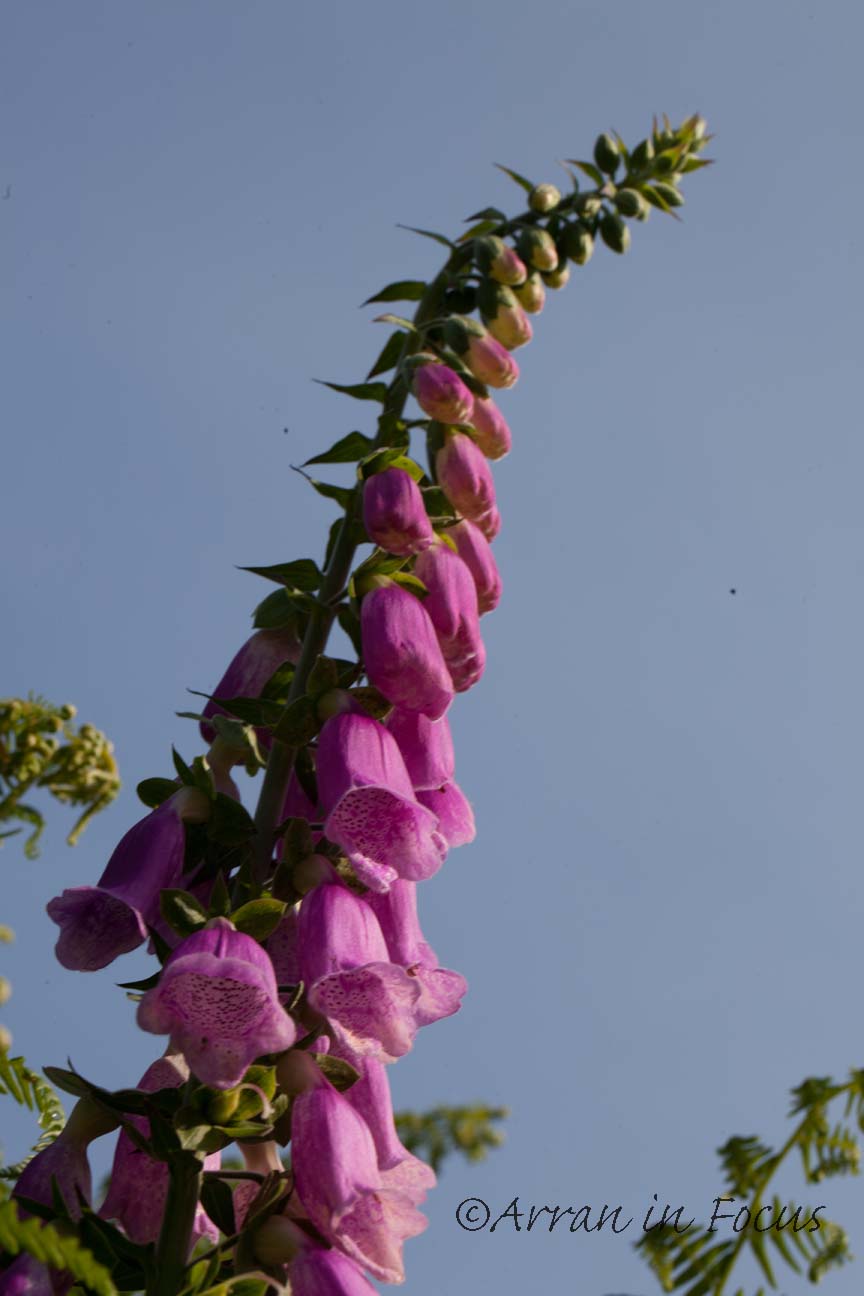 Arran in Focus Photography Delightfully deadly digitalis