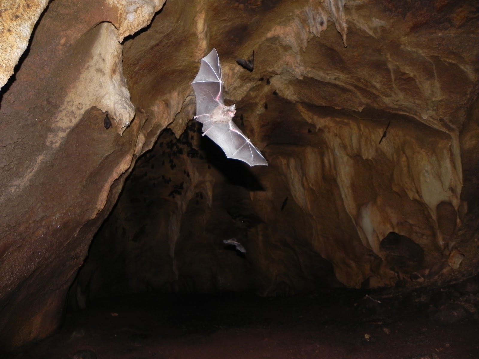 Storm's Bat Cave
