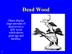 Dead Wood