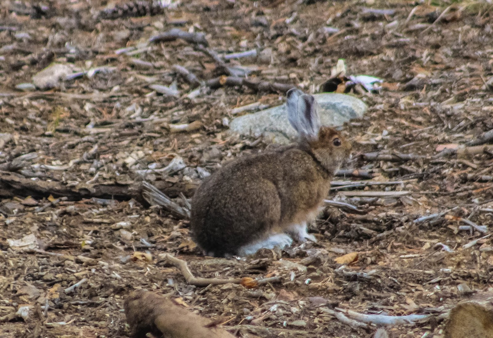 Cannundrums Minnesota Varying Hare