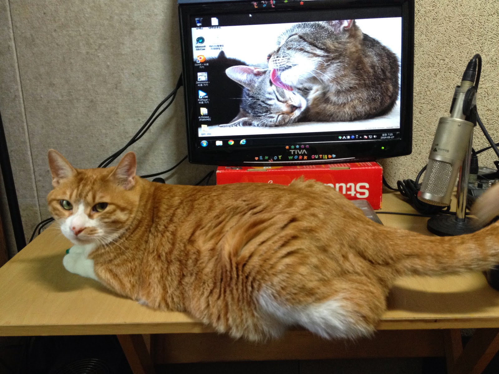 Gitawana (Korean cat) My pet cat lay on the desk.