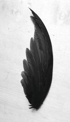 Crow Feather Wing Witchcraft for Mass Hypnosis