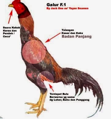 Ayam laga terbaik di dunia