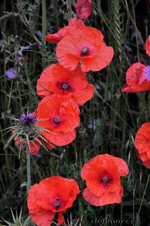 amapolas con cardo...