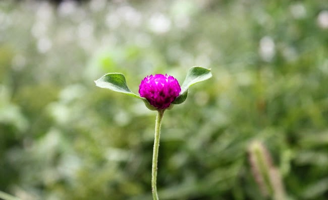Gomphrena Flowers Pictures Gomphrena Flowers Pictures