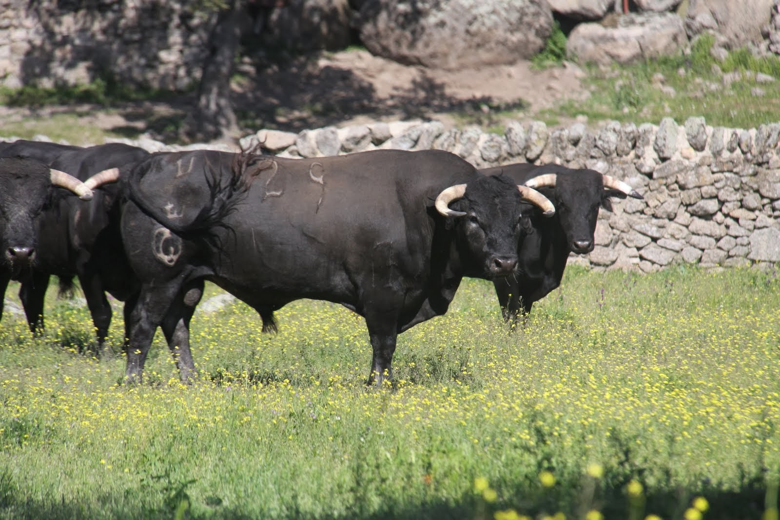 SABIENDO DE TOROS POR ANGEL Y GLORIA UN HIERRO GANADERO EN PLENO