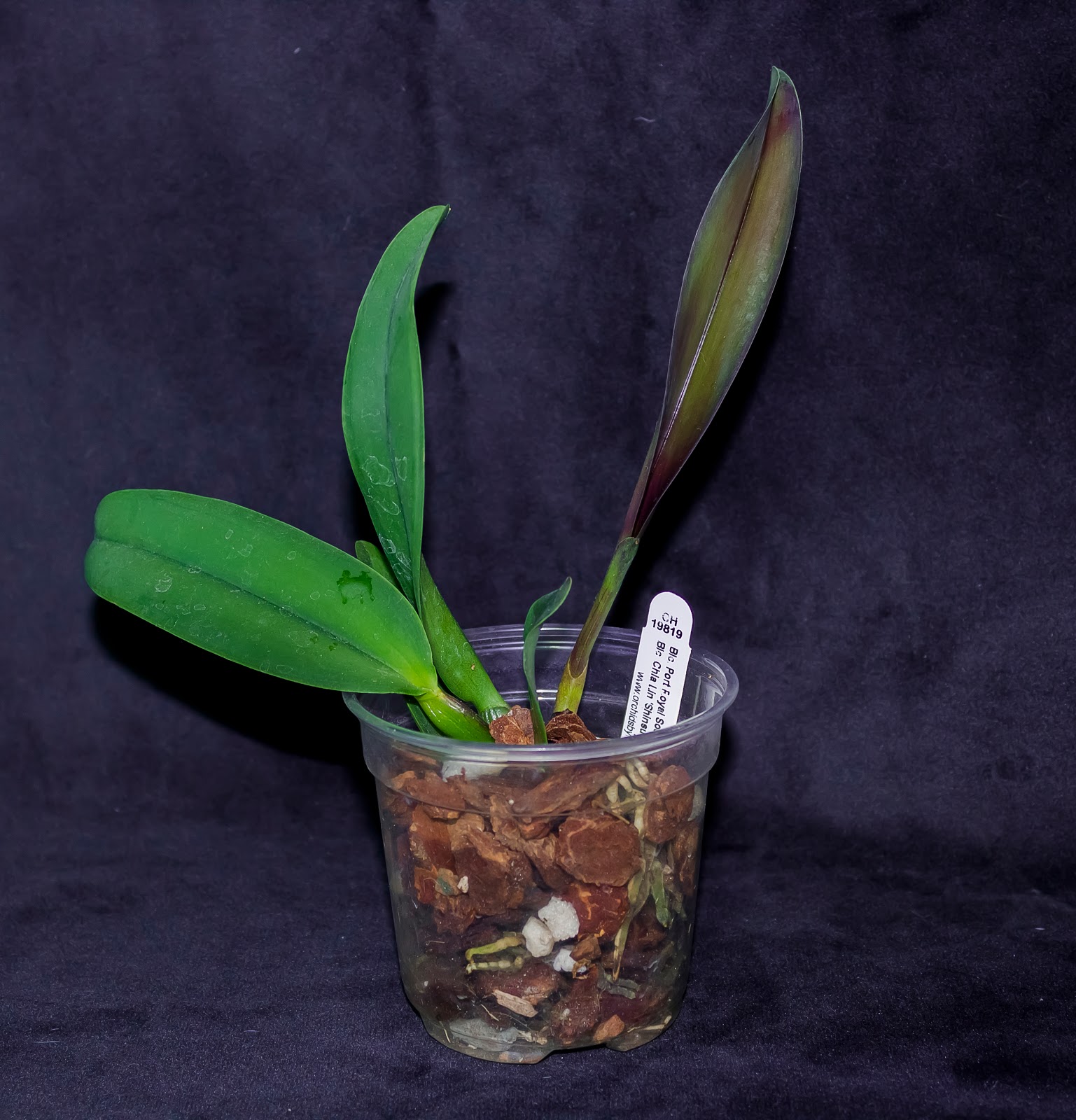 List 97+ Pictures Spa On Port Royal Sound Photos Sharp 10/2023