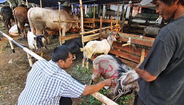 Sapi Kambing Lampung Ramaikan Pasar Hewan Kurban Palembang
