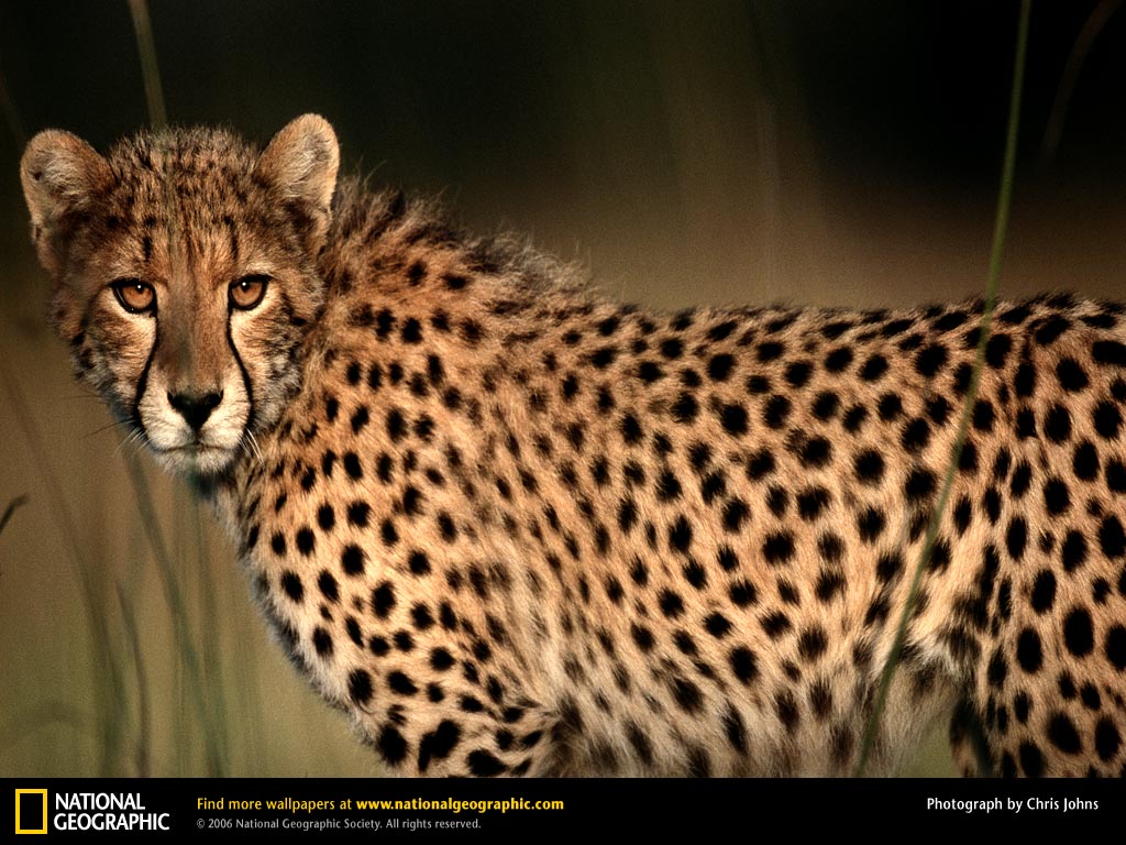 http://1.bp.blogspot.com/-J7VNNBcUmQw/UFXmitxi5nI/AAAAAAAAEN0/MJsBuJ5sJPg/s1600/cheetah-closeup.jpg