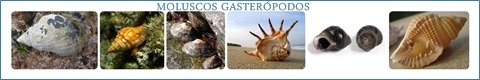 Moluscos gasterópodos