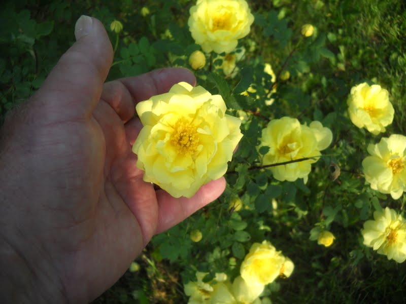 Art's Bayfield Almanac 7/01/11 HARRISON'S YELLOW ROSE