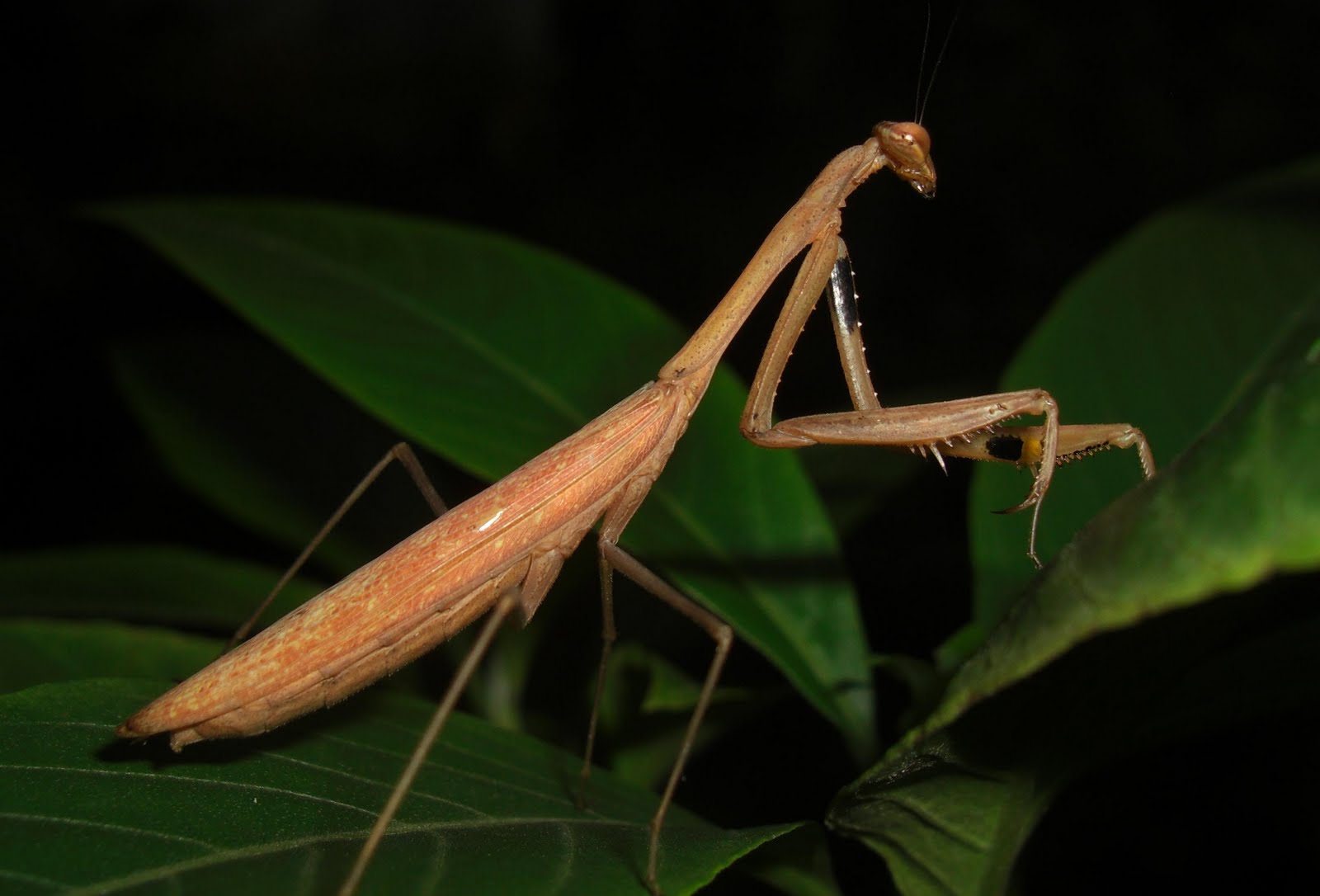 Photography & Me: Big Brown Mantis