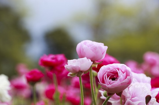 [Image: le-hoi-hoa-nuoc-Uc-3.jpg]