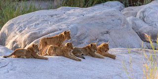 Lion Cub Siblings
