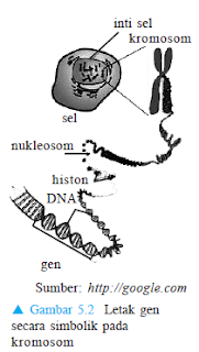 Gambar letak gen pada kromosom