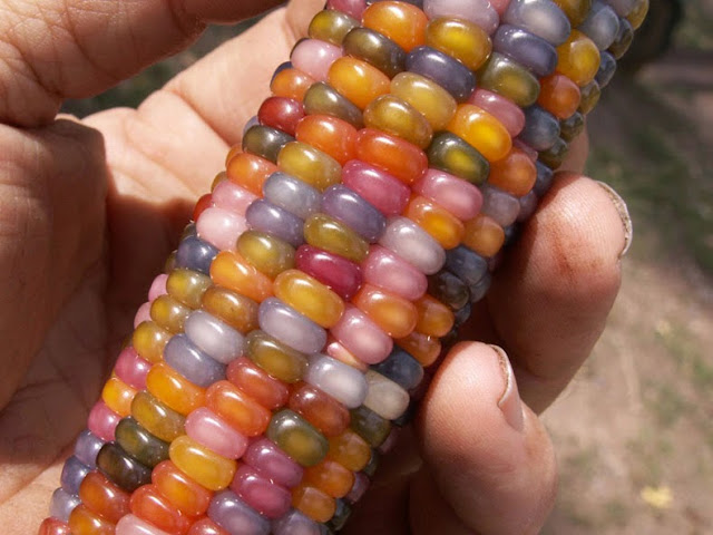maíz de gemas de cristal