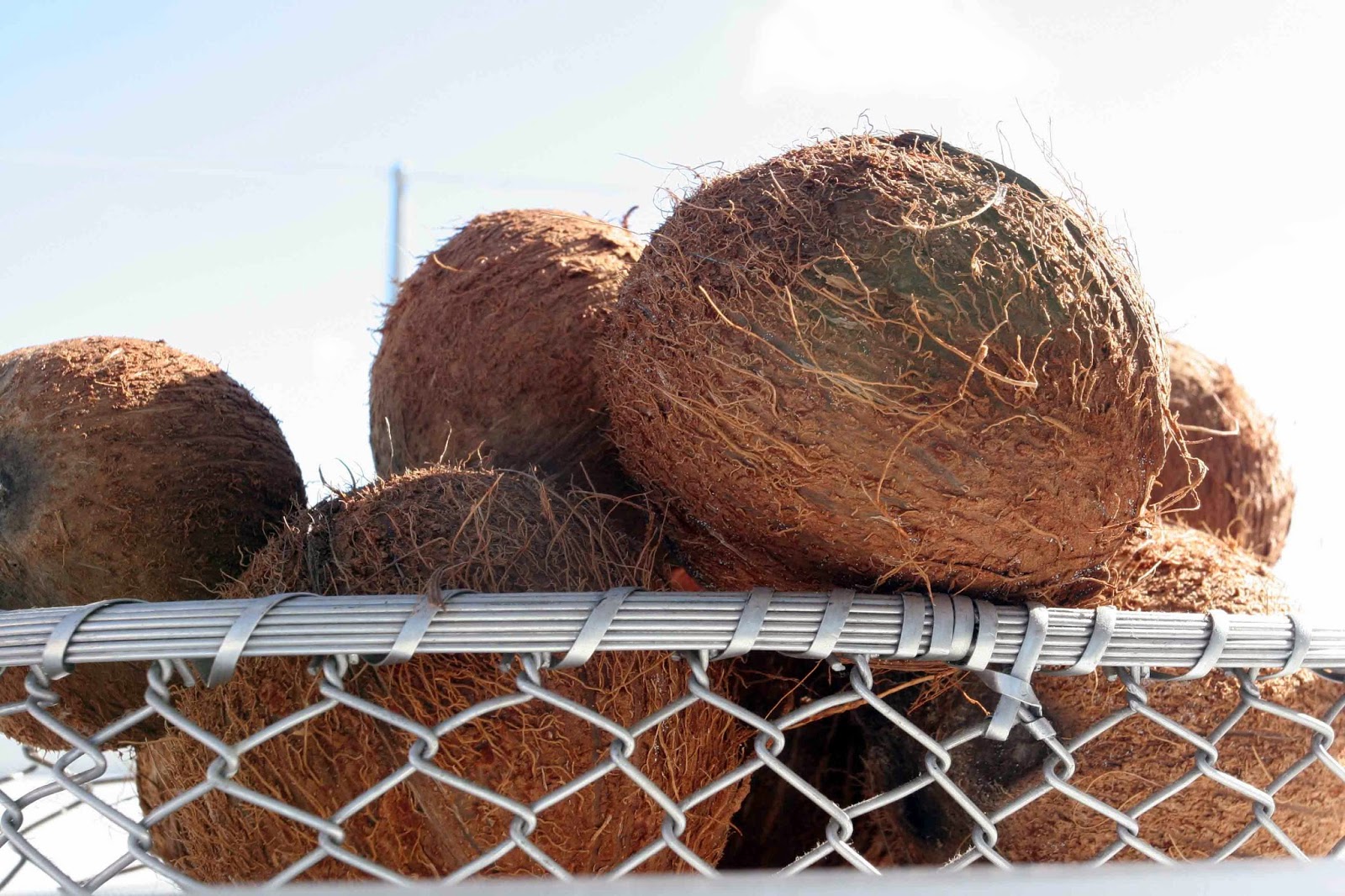 s/v Perry My, what a lovely bunch of coconuts