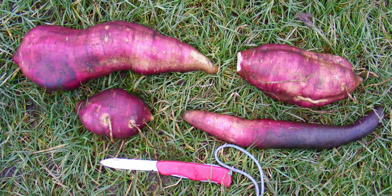 Yacon Tubers