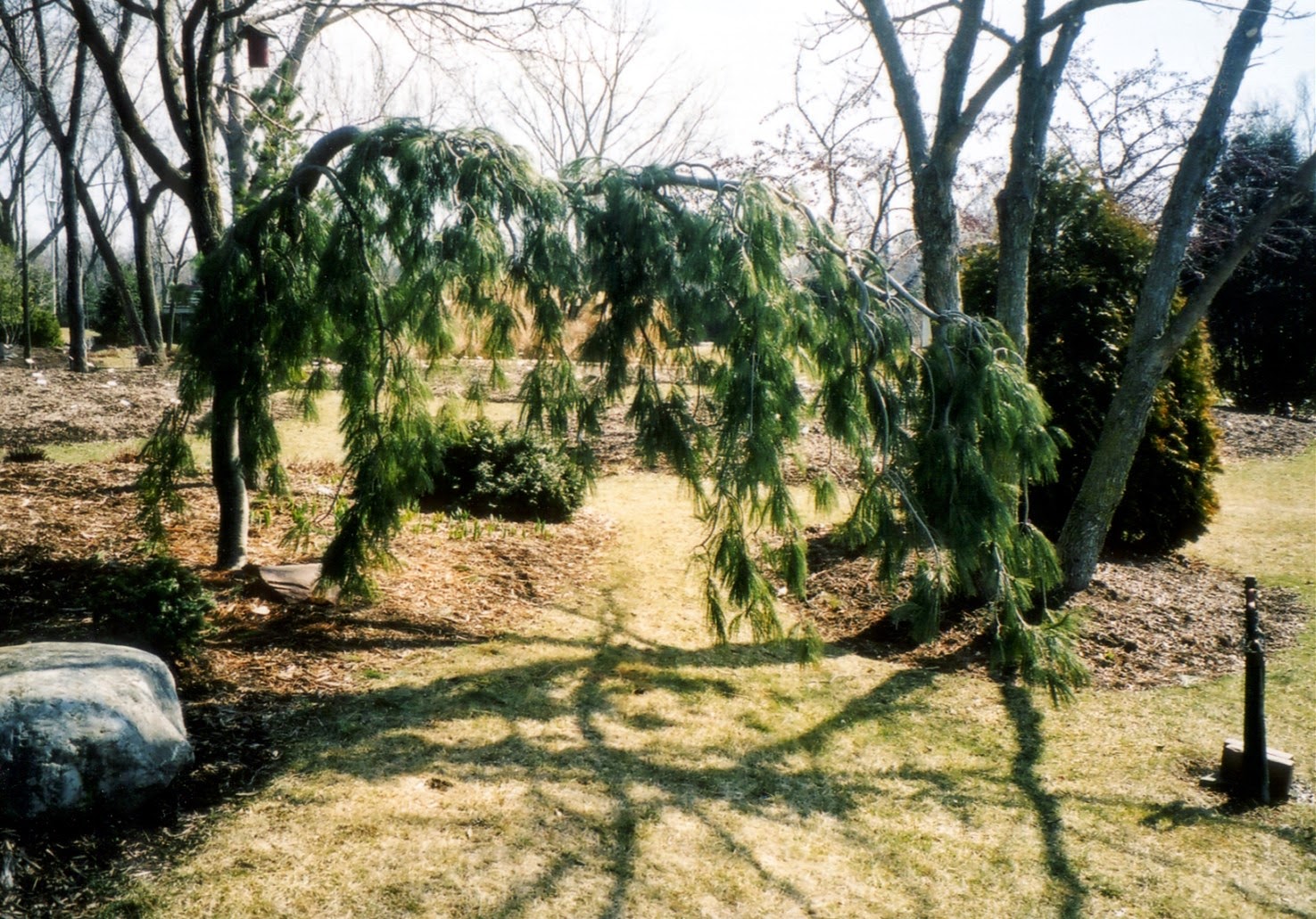Reed S Garden Ramblings Weeping Japanese Maples Need Pruning To