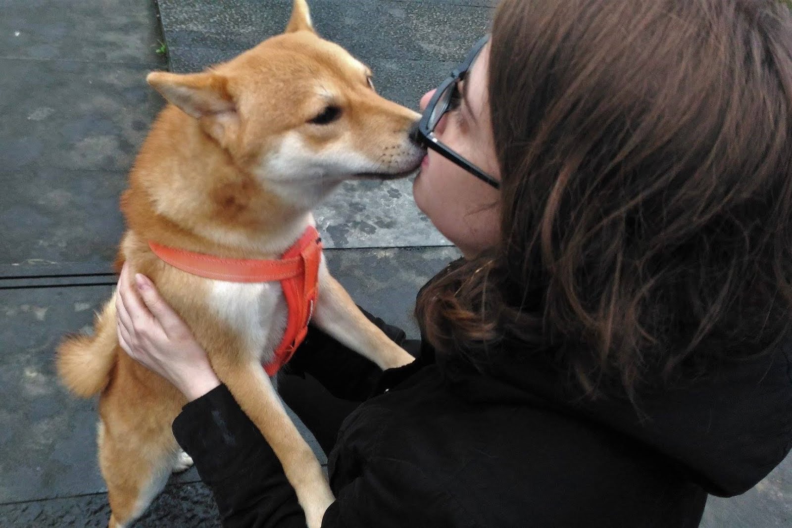 Kidd in Asia Dogs in Taiwan Superstitions, Expectations & Trends