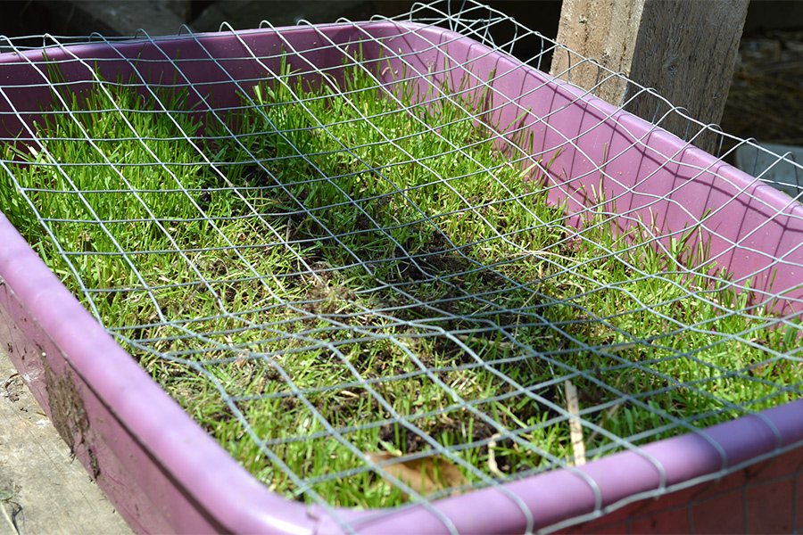Sunny Days in the Chicken Run Lovely Greens Garden Living and Making