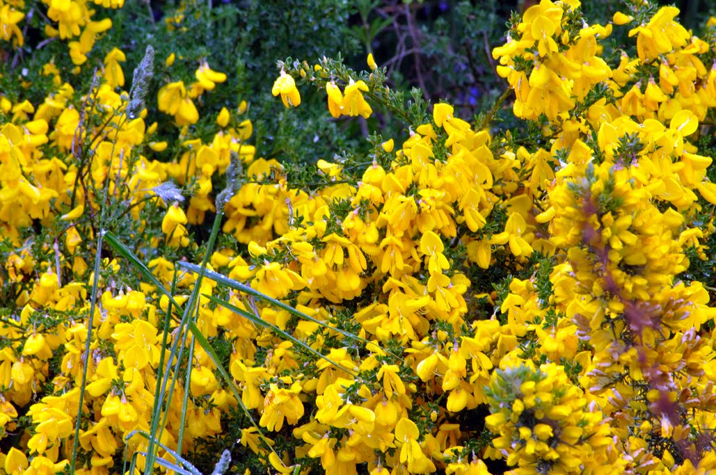 North Fife Broom Flowers