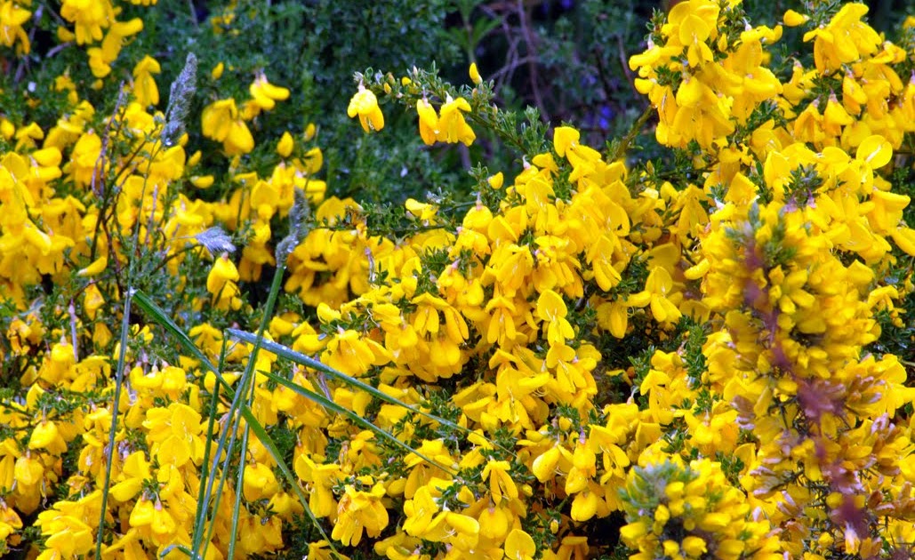 North Fife Broom Flowers