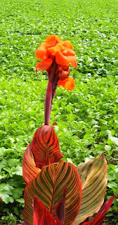 Bright orange lily against a fresh green background