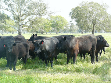 Coonawarra Angus