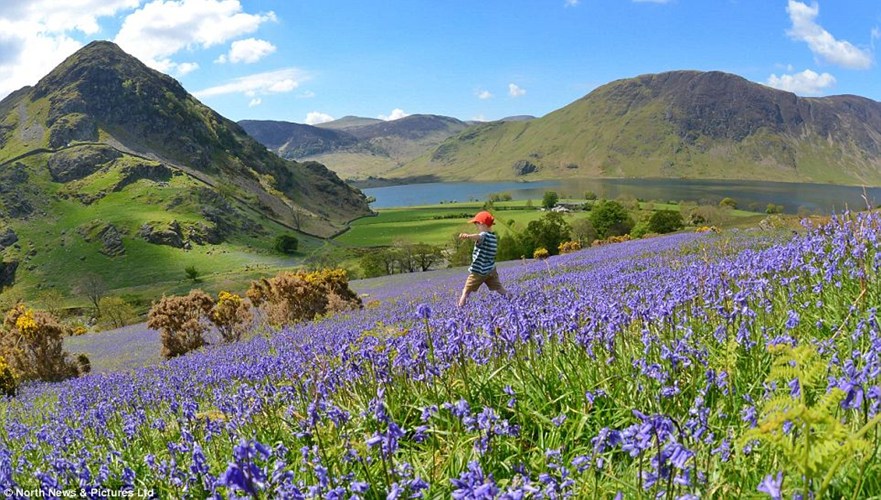 [Image: ngam-vuon-hoa-khoe-sac-giua-ngay-he-o-nuoc-anh-7.jpg]