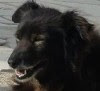 Buddy