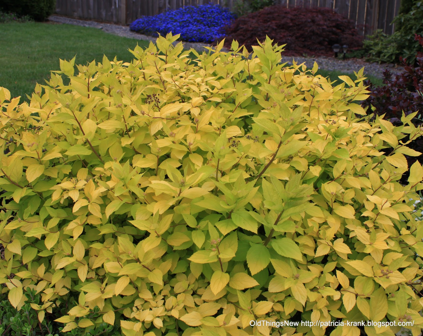 Snappy S Gardens Blog Mystery Roadside Shrub With Yellow Flowers