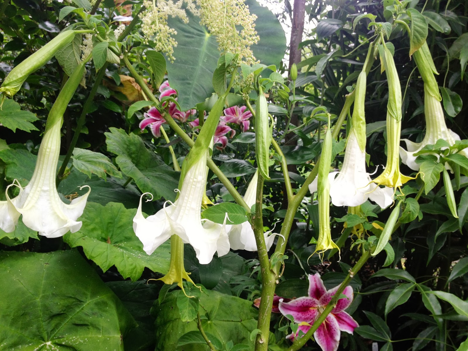 Growing Steady Slowly Succumbing To Hardier Plants