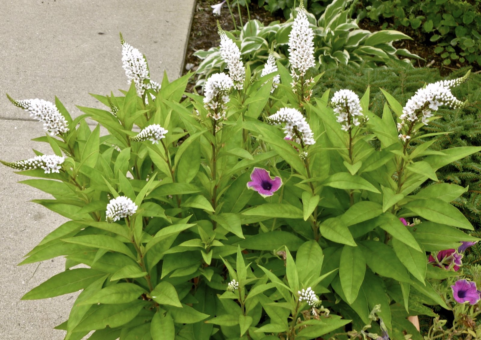 Plant Inventory at 20 Timothy Lysimachia clethroides