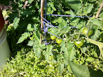 tomato june 2013