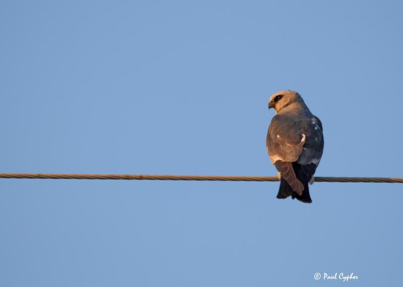 white moroh mississippi kite white moroh mississippi kite