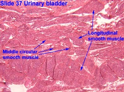 Bio 160 : Tendons and Smooth Muscle
