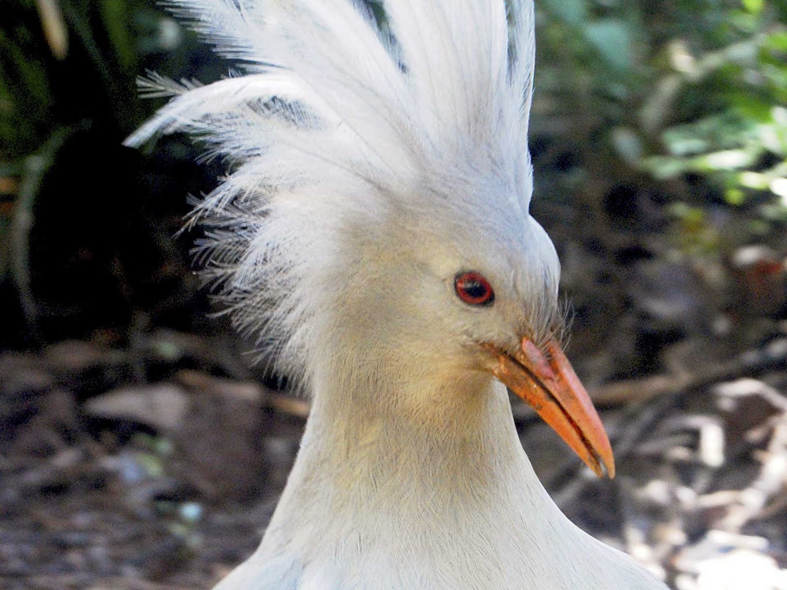 cockatoo pictures cockatoo pictures
