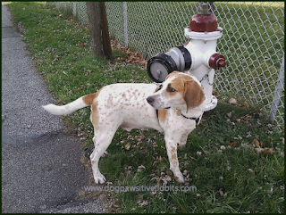 Dogs and Fire Hydrants