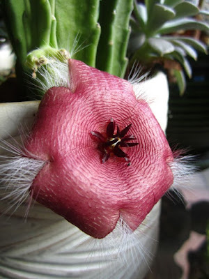 Asclepiadaceae Stapelia Cactus Flowers - Perennial Succulents Asclepiadaceae, cactus, Stapelia, succulent, succulents, flower, flowers, garden, unique flower, smelly flower, carrion flower, starfish flower, African flower, plants, gardening, nature, Stapelia cactus flower, Stapelia grandiflora, Stapelia gigantea, Stapelia scitula, Stapelia paniculata, Stapelia leendertziae, Stapelia hirsuta