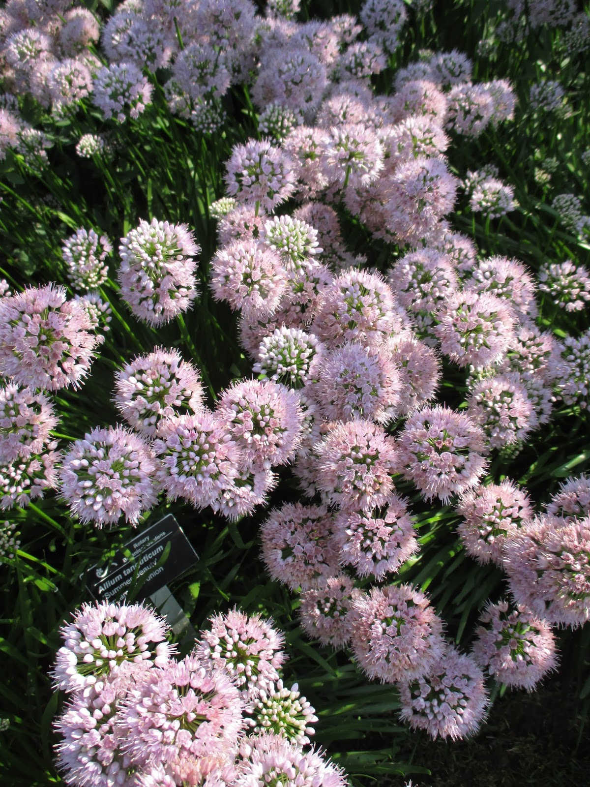 Summer Alliums Rotary Botanical Gardens