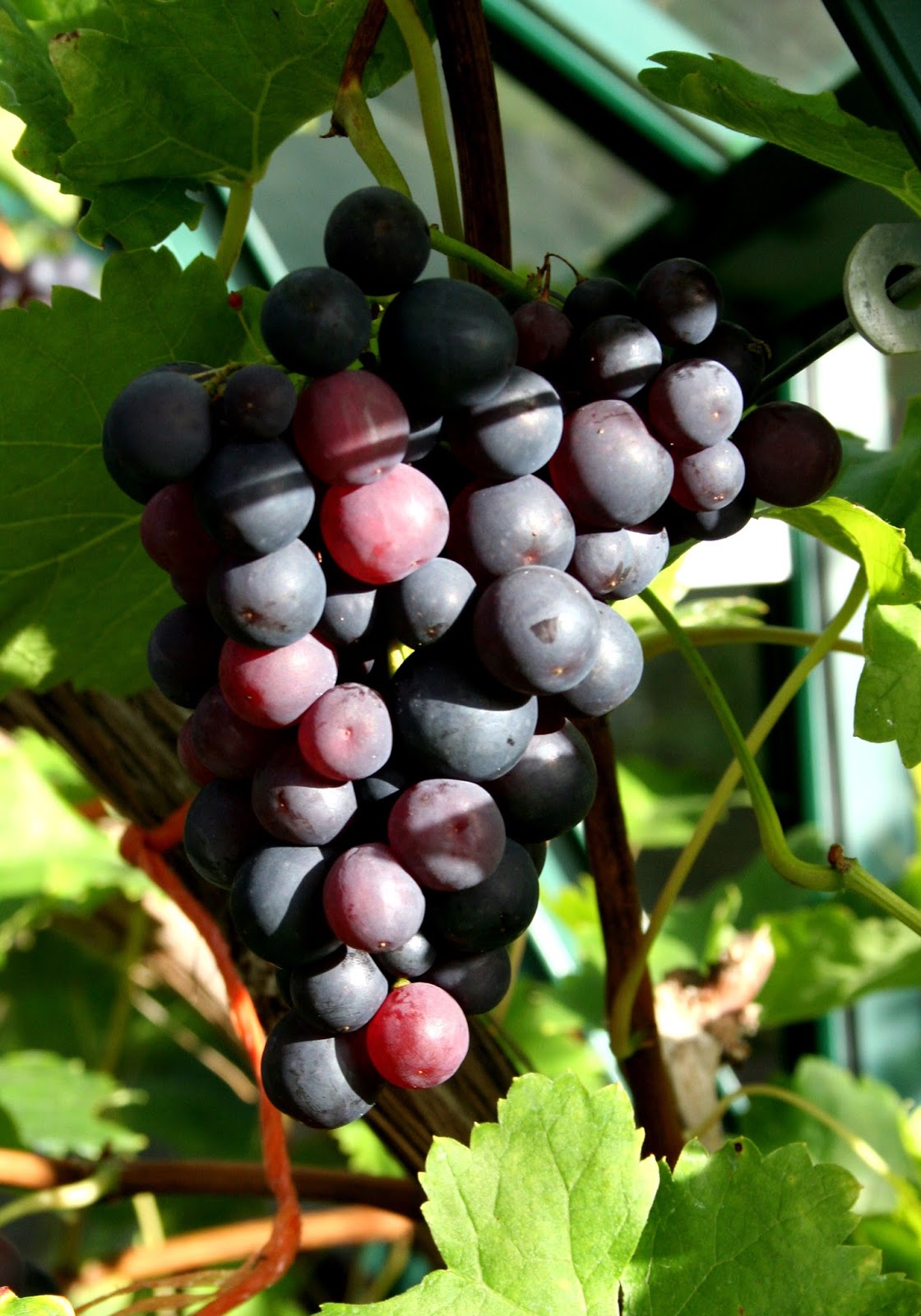 Scottish Artist and his Garden GRAPES FOR SCOTTISH GARDENS