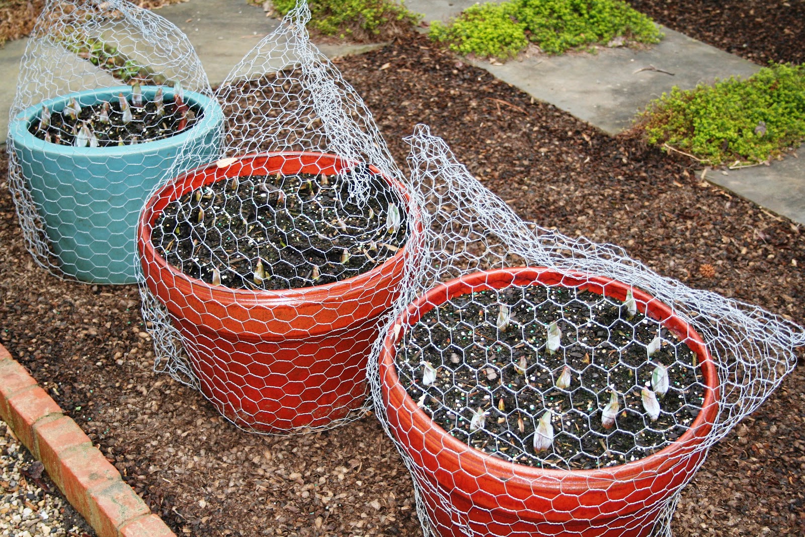 A Chef in the Garden Signs of Spring in the Glass House