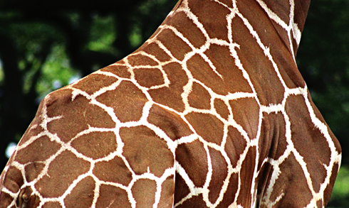 giraffe honolulu zoo hawaii