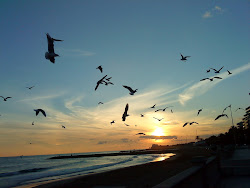 Atardecer con gaviotas