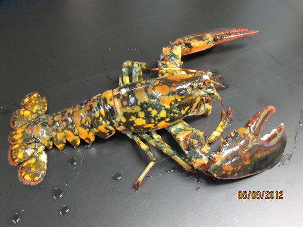 calico lobster