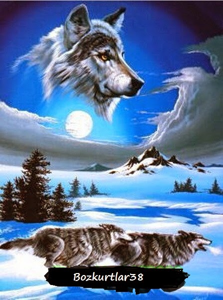 bozkurtlar en guzel kurt resimleri