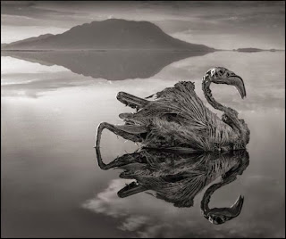 El lago de la muerte en Tanzania .. Lago+natron