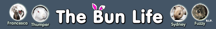 The Bun Life - 3 Bunnies, 1 Single Guy, and a Torn Up Couch