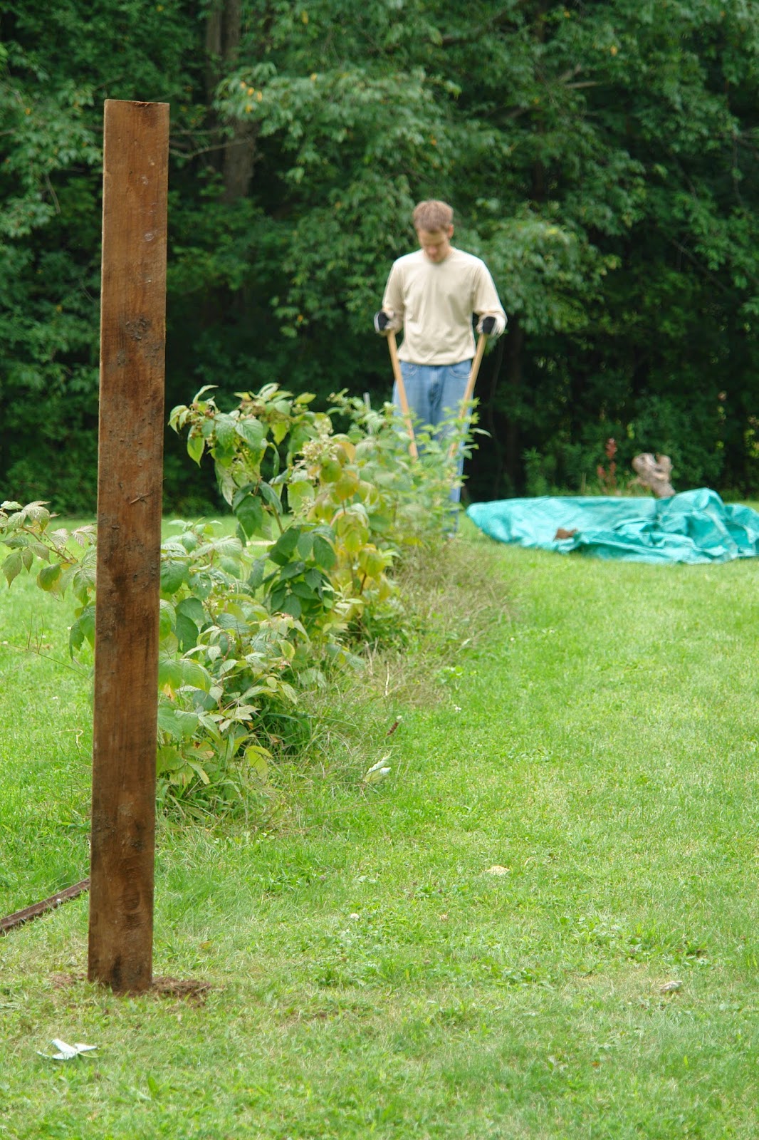REDWOODSHIRE learning to grow; growing to learn Raspberry Trellis